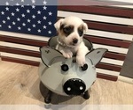 Puppy 1 Jack Russell Terrier