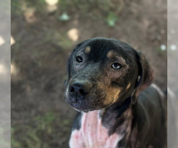Medium Photo #2 Bluetick Coonhound-Unknown Mix Puppy For Sale in Tulsa, OK, USA