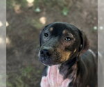 Small #1 Bluetick Coonhound Mix