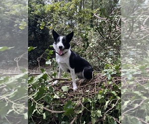 Mother of the Border Collie puppies born on 12/19/2025