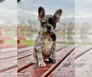 French Bulldog Puppy for sale in METUCHEN, NJ, USA