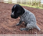 Small Photo #91 German Shorthaired Pointer Puppy For Sale in EVANSVILLE, WY, USA
