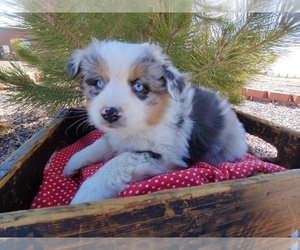 Miniature Australian Shepherd Puppy for sale in CANON CITY, CO, USA