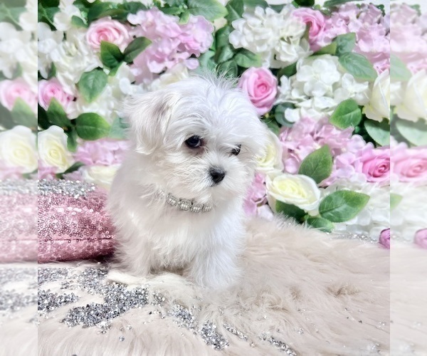 Medium Photo #53 Maltese Puppy For Sale in HAYWARD, CA, USA