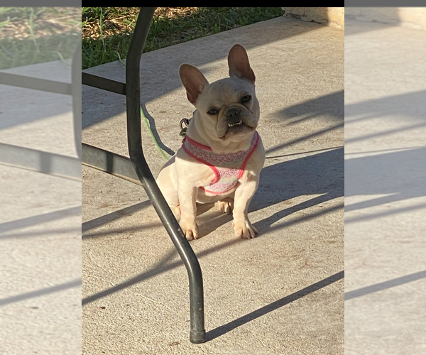Medium Photo #1 French Bulldog Puppy For Sale in CROSBY, TX, USA