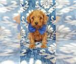 Small Photo #7 Cavapoo Puppy For Sale in LANCASTER, PA, USA