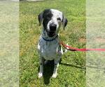 Small Pointer Mix