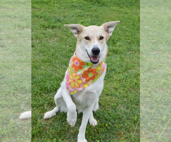 Medium Photo #2 Collie-Unknown Mix Puppy For Sale in McKinney, TX, USA