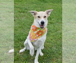 Small #1 Collie Mix