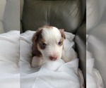 Small #3 Miniature American Shepherd