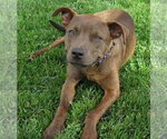 Small Chihuahua-Feist Terrier Mix