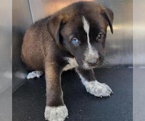 Mutt Dogs for adoption in San Antonio, TX, USA