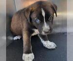Small Mutt