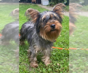 Mutt Dogs for adoption in Lewistown, PA, USA