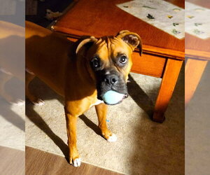 Roscoe IV - Male Boxer Dog for Adoption - Photo #3