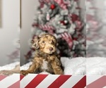 Small Photo #4 YorkiePoo Puppy For Sale in EAGLE MOUNTAIN, UT, USA