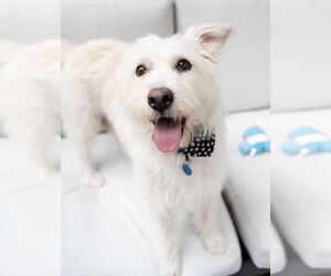 Mutt Dogs for adoption in Plymouth, MN, USA