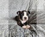 Puppy 5 Boston Terrier