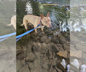 Destiny - Female American Pit Bull Terrier-Italian Greyhound Mix Dog for Adoption - Photo #6
