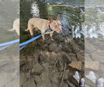 Small #5 American Pit Bull Terrier-Italian Greyhound Mix