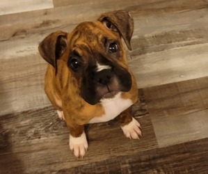 Boxer Puppy for sale in TACOMA, WA, USA