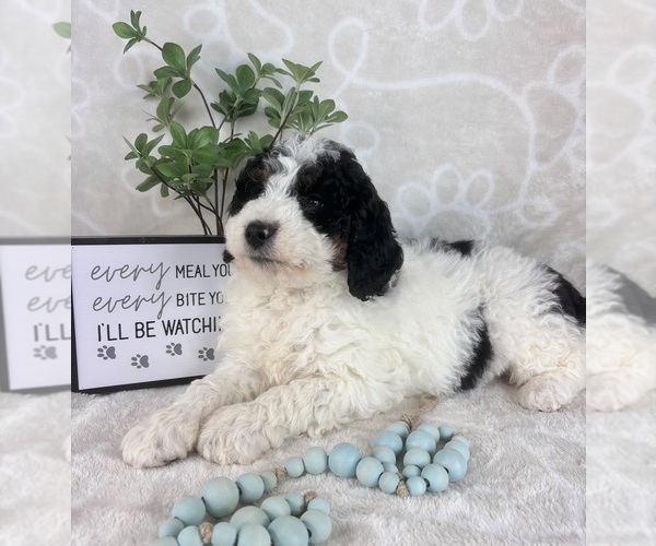 Medium Photo #2 Bernedoodle (Miniature) Puppy For Sale in INDIANAPOLIS, IN, USA