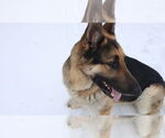 Small #34 German Shepherd Dog