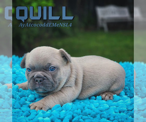 French Bulldog Puppy for sale in MIAMI, FL, USA