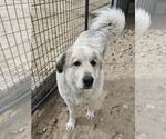 Small #2 Great Pyrenees