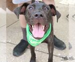 Small #6 Labrador Retriever Mix