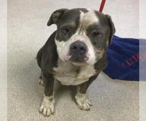 Mutt Dogs for adoption in Riverside, CA, USA