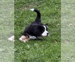 Puppy Dolly Bernese Mountain Dog