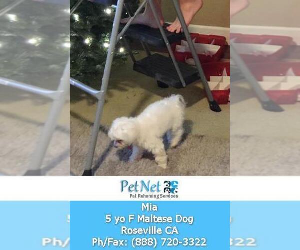 Medium Photo #2 Maltese Puppy For Sale in ROSEVILLE, CA, USA