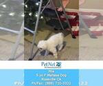 Small Photo #2 Maltese Puppy For Sale in ROSEVILLE, CA, USA
