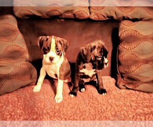 Boxer Puppy for sale in SPRUCE PINE, NC, USA