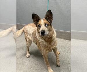 Mutt Dogs for adoption in Las Vegas, NV, USA