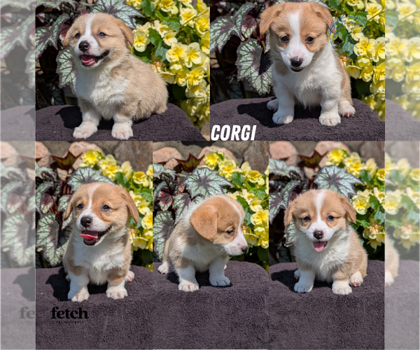 Medium Photo #11 Pembroke Welsh Corgi Puppy For Sale in GOSHEN, IN, USA