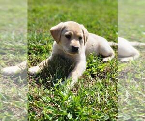 Labrador Retriever Puppy for sale in APPOMATTOX, VA, USA