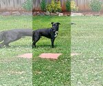 Small #1 Labrador Retriever Mix