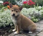 Small #4 Shiba Inu