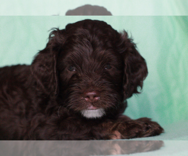 Medium Photo #1 Cock-A-Poo Puppy For Sale in HYATTSVILLE, MD, USA