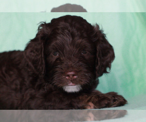 Cock-A-Poo Puppy for sale in HYATTSVILLE, MD, USA