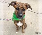 Small #4 Boxer-Plott Hound Mix