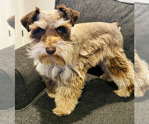 Father of the Schnauzer (Miniature) puppies born on 05/31/2025