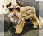 Small Photo #1 Schnauzer (Miniature) Puppy For Sale in VAN ALSTYNE, TX, USA