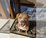 Small #1 Mutt