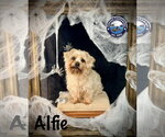 Small Photo #2 Poodle (Miniature)-Unknown Mix Puppy For Sale in Arcadia, FL, USA