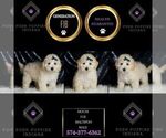 Small Photo #104 Maltipoo (Miniature) Puppy For Sale in WARSAW, IN, USA