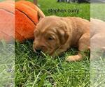 Small #17 Golden Retriever