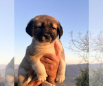 Small Photo #8 Anatolian Shepherd Puppy For Sale in TEHACHAPI, CA, USA